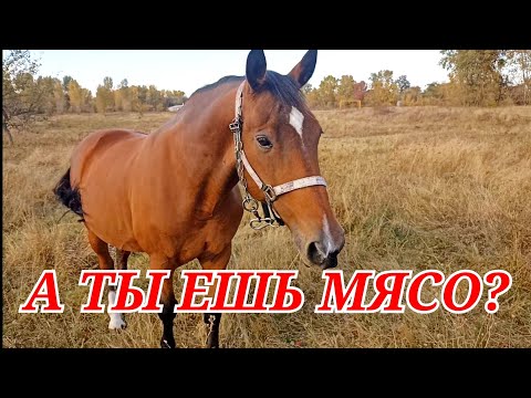 Видео: Без мяса можно жить?