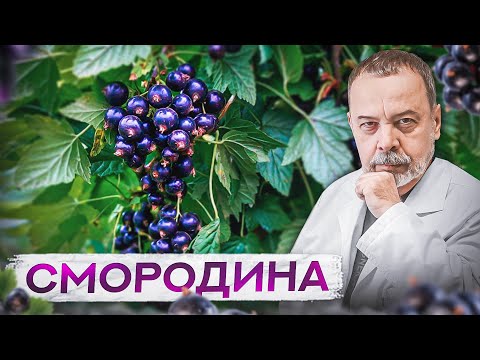 Видео: СМОРОДИНА  / черная смородина /смородина / смородина польза и вред /