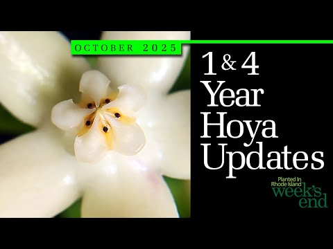 Видео: ОБНОВЛЕНИЯ ХОЙИ НА 1 И 4 ГОДА | Hoya amicabilis, Hoya finlaysonii, Hoya multiflora, Hoya mamasa и...