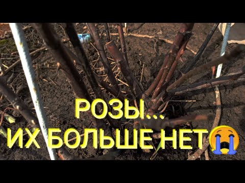 Видео: РОЗЫ ПОЧЕРНЕЛИ😥 Зима ушла, забрав с собой часть розария😩