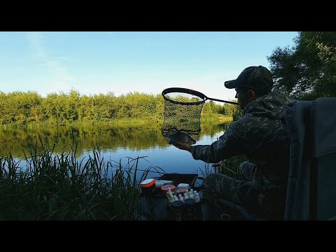 Видео: Фидерная рыбалка в верховьях Дона! Ищу леща в июне