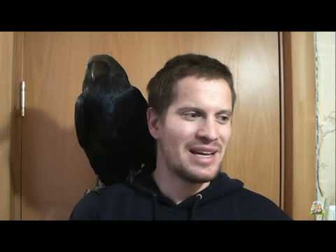 Видео: Сенсорно-этический интроверт (СЭИ, Дюма)