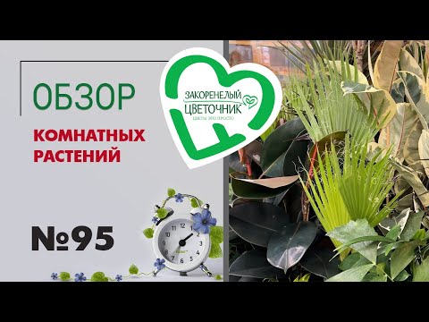 Видео: Обзор растений: фикусы эластика, бананы, алоказии, антуриумы, афеландра уайт уош, традесканции  #95