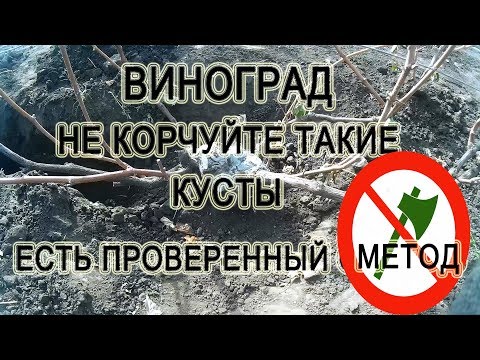 Видео: Виноград не  корчуйте такие Кусты Есть Один Проверенный Способ 2018