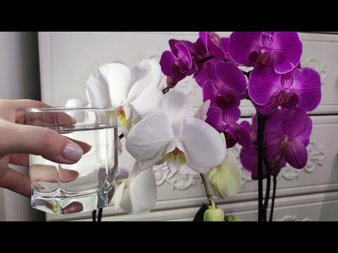 Видео: НАЛЕЙТЕ в ОРХИДЕИ и ВМИГ ЗАЦВЕТЕТ, Корни и Цветоносы полезут со всех щелей