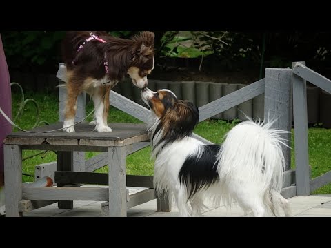 Видео: Такса, той-аусси, корги, папильон. Задачи для маленьких собак.