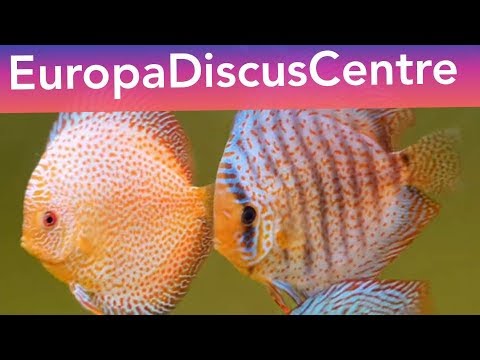 Видео: Дискусы в Германии. Europa Discus Centre. Часть 29