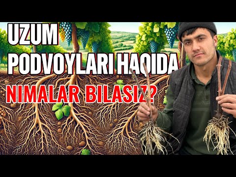 Видео: Узум пайвантагликлари Vitis rupestris, ramsey, kober 5 bb, Teleki