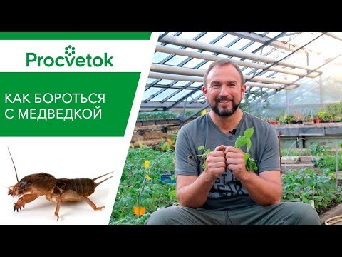 Видео: Медведка. Два суперэффективных и экологичных способа избавиться от медведки.