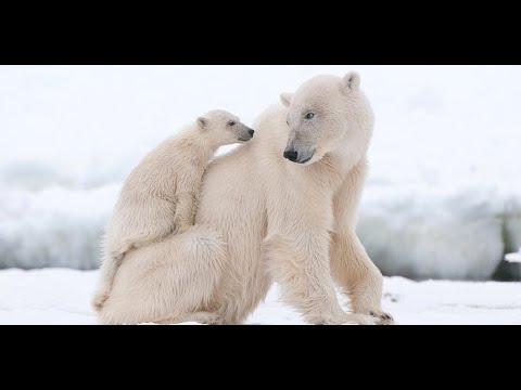 Видео: Фильм от National Geographic. Царство белого медведя