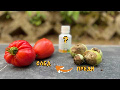 Видео: Преди и След: Спасих Домати от Изсъхване + Първа Дегустация!
