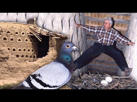 Видео: Профессия голубевод по разведению и уходу за голубями. Работа с многовековой традицией