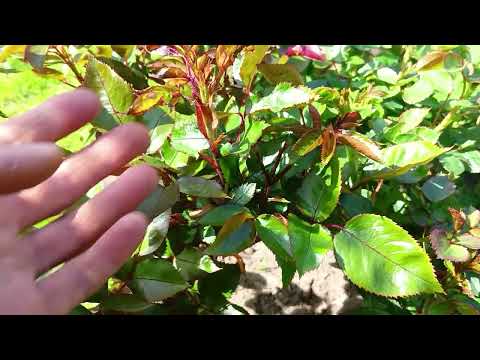 Видео: Слепые побеги роз начали восстанавливаться.