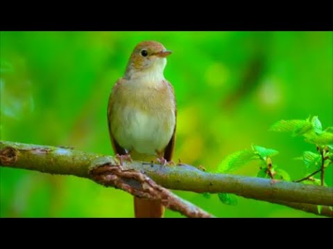 Видео: Красивые позитивные птицы 4К 2025