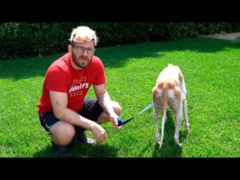 Видео: Как мы назвали СОБАКУ и что происходит ??? - Дженна Марблс VLOG 2