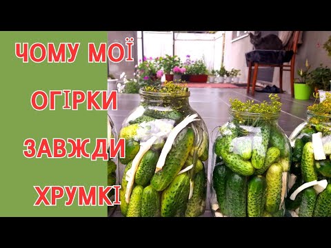 Видео: 🥒СОЛОДКІ ОГІРКИ ІЗ КОРІННЯМ ХРІНУ. Секрет технології🍯 ТАНІН @рецепт