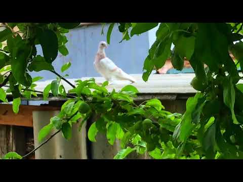 Видео: Полный Беспредел / Сколько ГОЛУБЕЙ ПОТЕРЯЛ ПОСЛЕ ПЕРВОГО ВЫХОДА
