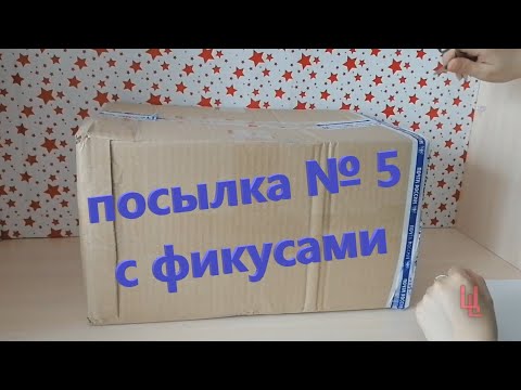 Видео: распаковка посылки № 5 с фикусами | фикусы почтой | пополнение коллекции