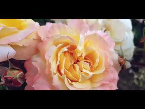 Видео: Жалость