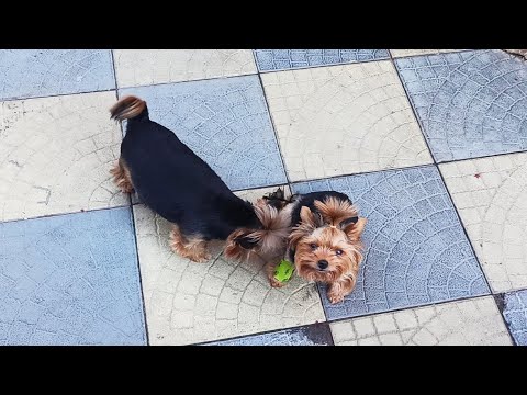 Видео: У нас умерла любимая собачка Лакки после родов.Мы в шоке,кормим щенков.1 часть