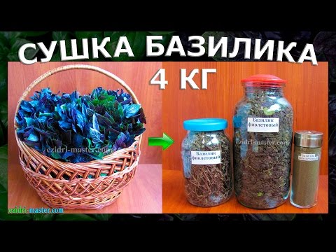 Видео: Сушка 4 кг базилика на 30 лотках.
