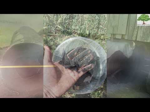 Видео: Секреты добычи мореного дуба (топляковой древесины)