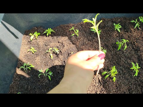 Видео: Пикирам домати отново, но вече от моят разсад 🍅🍅🍅