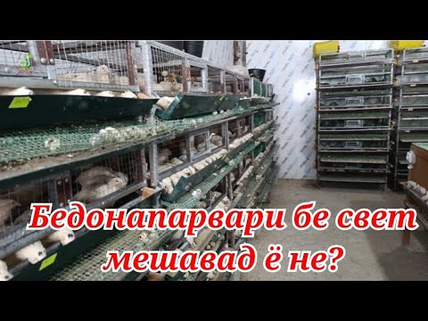 Видео: Бедонапарвари бе свет мешавад ё не градус, чуҷаи фурӯши 903 33 33 43 Ватсап