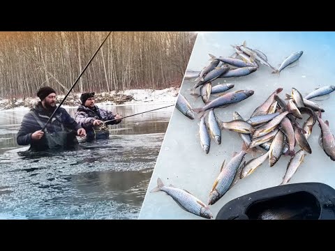 Видео: Горная рыбалка на хариуса на мушку. Ловля хариус на спиннинг в ноябре. Рыбалка в Сибири в тайге.