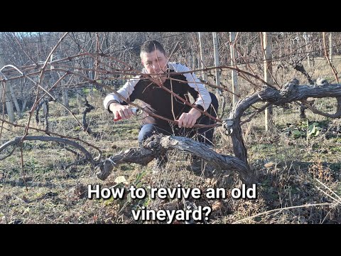 Видео: Как обрезать старую разросшуюся виноградную лозу? (с субтитрами на русском языке)