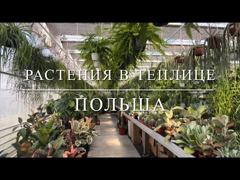 Видео: #влог ✅ РАСТЕНИЯ В ТЕПЛИЦЕ . ОТРЫВОК ИЗ ПРЕДЫДУЩЕГО ВИДЕО .