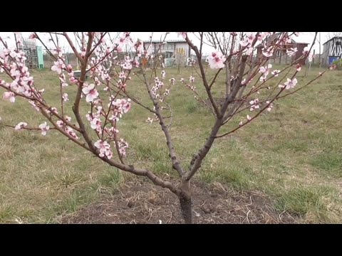 Видео: Обрізка персика та нектарина: як, коли й навіщо