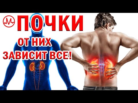 Видео: ЗДОРОВЫЕ ПОЧКИ - врач дает рецепт. Вред для почек и польза для почек. Симптомы и мифы.