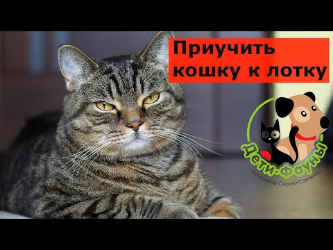 Видео: Как приучить уличную кошку к лотку? Основные принципы