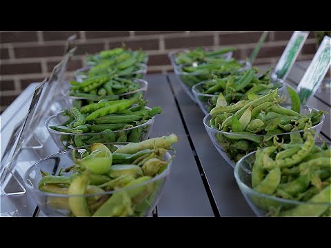 Видео: Сад с нуля. Про горох.