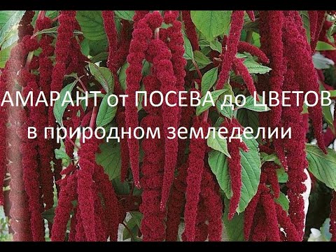 Видео: Амарант  от посева до цветения.