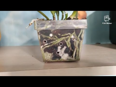 Видео: Лучшее и быстрое наращивание корней у орхидеи. Обзор стимуляторов с примерами.