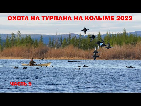 Видео: ОХОТА НА ТУРПАНА НА КОЛЫМЕ 2022 ЧАСТЬ 5. HUNTING FOR VELVET SCOTER IN SIBERIA. KOLYMA