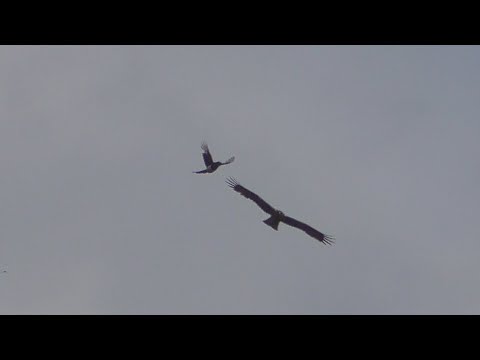 Видео: Гоняем голубей. Сорока гоняет орла карлика