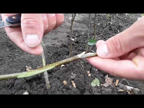 Видео: питомник яблони.Окулировка.2017