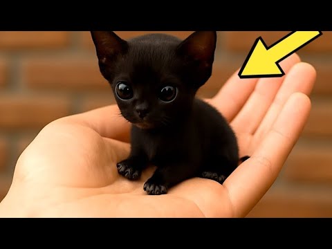 Видео: Мужчина Думал, Что Спас Щенка… Но Когда Ветеринар Его Увидел — Он Побледнел! 😱🐺