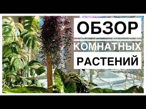 Видео: Обзор комнатных растений на окне | 02.03.2023г.