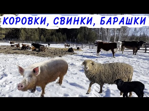 Видео: Обзор хозяйства на февраль 2023 года