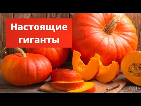 Видео: ГИГАНТСКАЯ КРАСАВИЦА | Выращивание гигантской тыквы