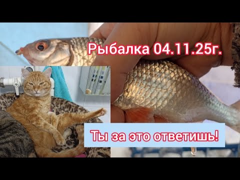 Видео: Рыбалка 04.11.25г. Ты за это ответишь!