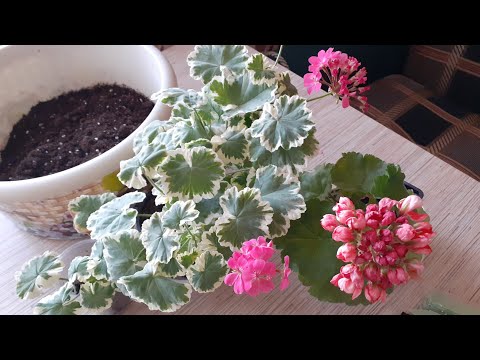 Видео: Пересадка, черенкование пеларгоний.