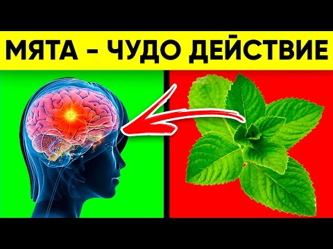 Видео: ВОТ ЧТО ТВОРИТ МЯТА! (Реальная Польза и Вред Мяты)