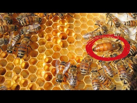 Видео: Асалари сирлари / Асаларичиликдан даромад олиш ва кўпайтириш йўллари