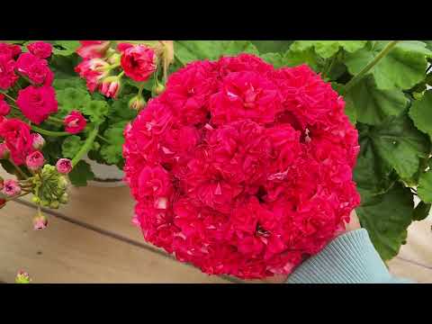 Видео: #878. Обзор цветения пеларгоний 22.06.25