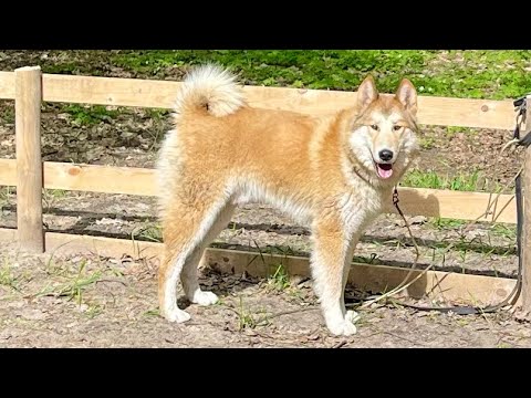 Видео: Первые серьезные испытания Кучума на станции  10 мес . Тесты по кабану, хонорику